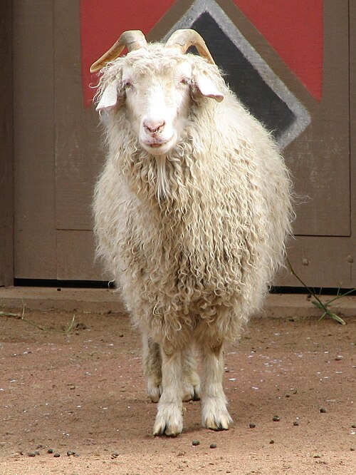 Angora Goat (Wikimedia)