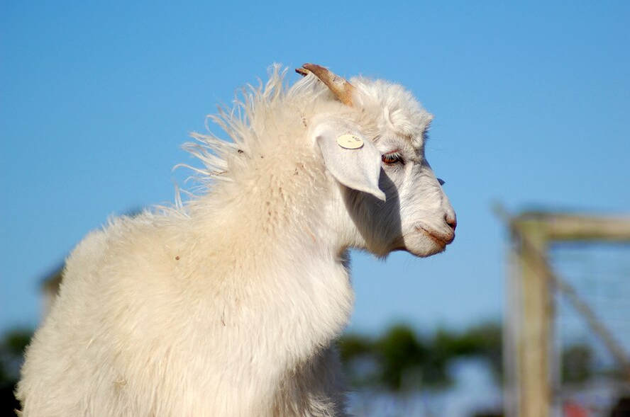 Paul Esson from Bacchus Marsh, Australia, CC BY-SA 2.0 <https://creativecommons.org/licenses/by-sa/2.0>, via Wikimedia Commons