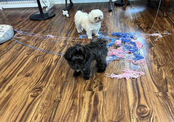 Two small Shih Tzu dogs have unraveled a ball of yarn and spread it over the floor. Two small Shih Tzu dogs have unraveled a ball of yarn and spread it over the floor.