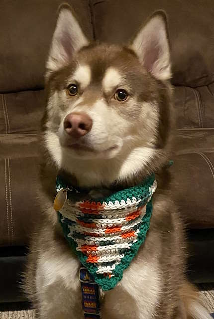 Dapper Pupper Bandana by Sonja Otto
