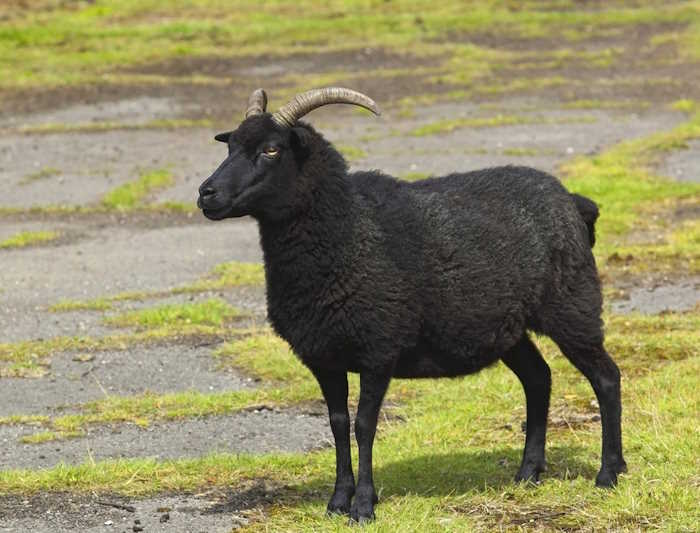 Hebridean sheep