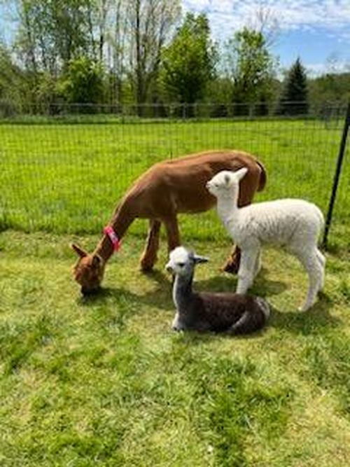 Knitting with Alpaca Yarn: What You Need to Know to Succeed