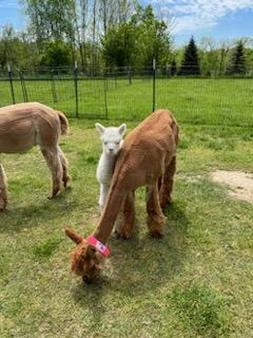 Two alpacas, mom and child grazing in a small field Two alpacas, mom and child grazing in a small field