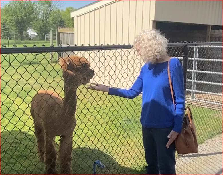 Janice is with a breeding male alpaca Janice is with a breeding male alpaca
