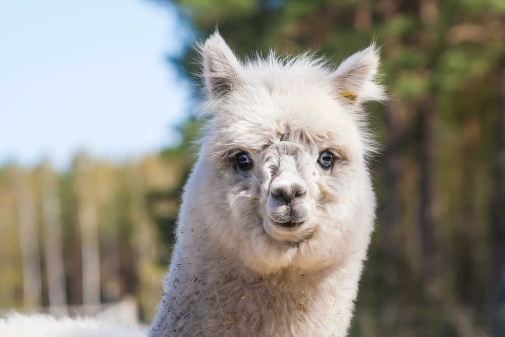 An alpaca is facing forward towards the camera An alpaca is facing forward towards the camera