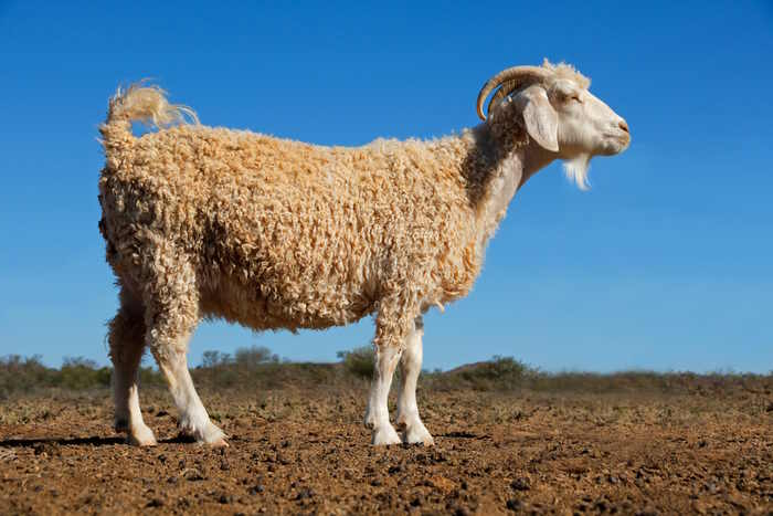 Angora Goat whose fleece is used to make Mohair yarn