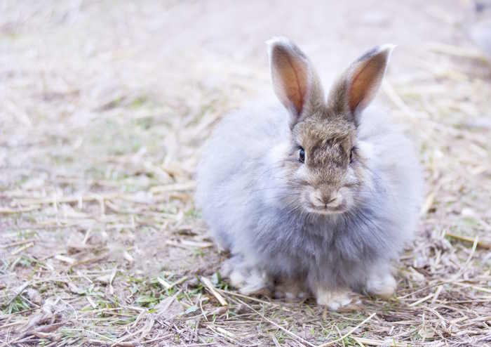 An angora rabbit sitting in a pile of straw