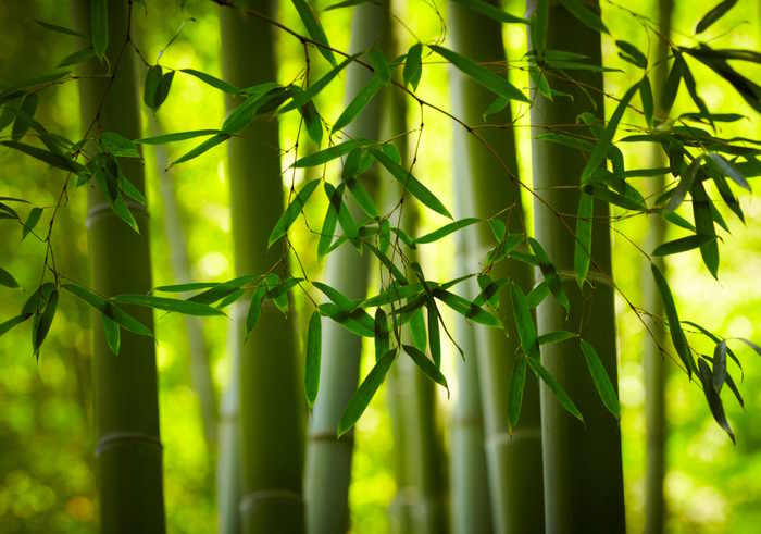 Bamboo plants growing in a bamboo forest