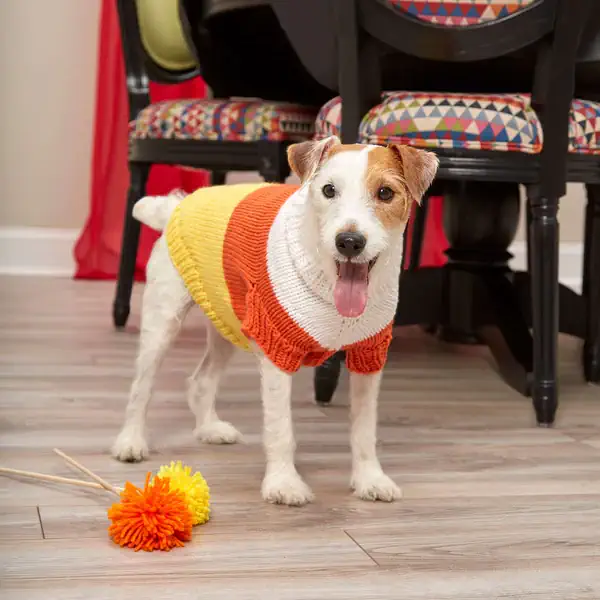 A dog sweater knit in white, yellow, and orange yarn A dog sweater knit in white, yellow, and orange yarn