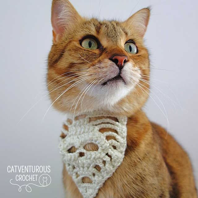 cro magnon skull bandana worn by a cat cro magnon skull bandana worn by a cat