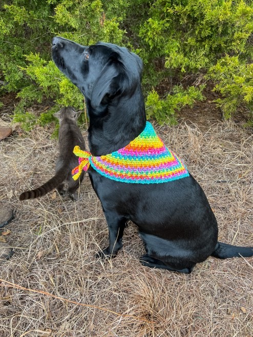 Dog Bandana by Kylee from  Okiegirl