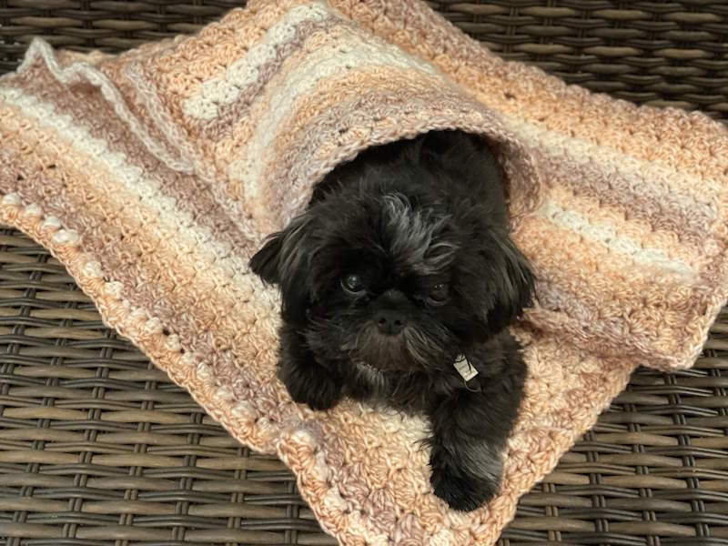 pet blanket using ombre yarn