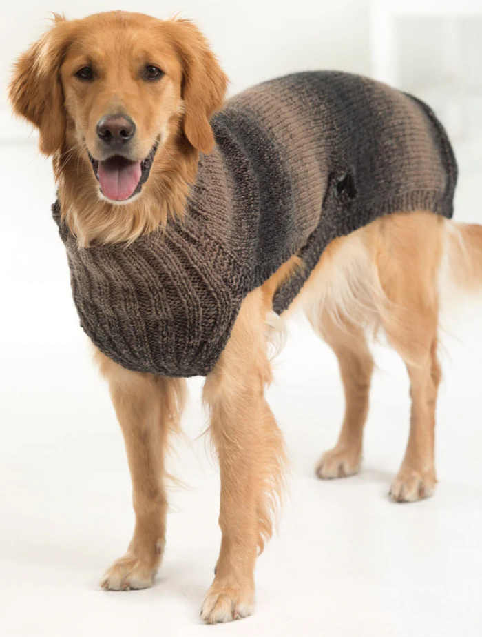 A golden retrieve is modeling a dog sweater by Lion Brand