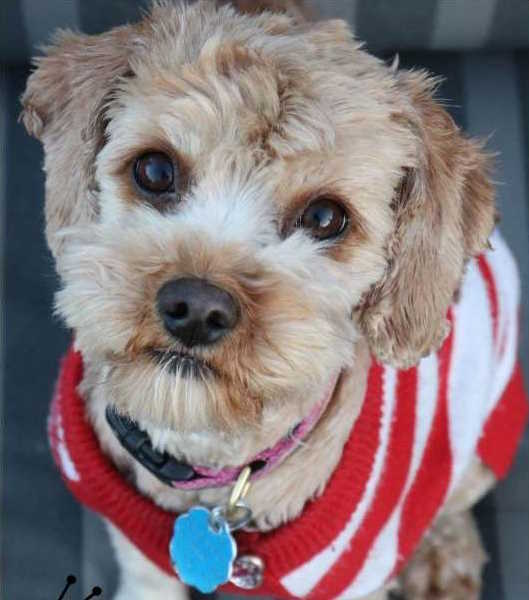 Free knit dog sweater patterns are ready to download. A small dog is shown wearing a red and white striped sweater