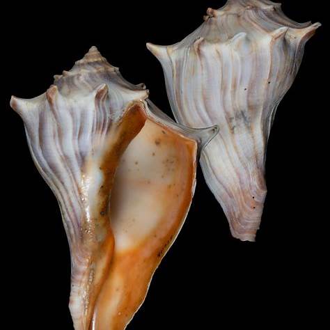 A whelk shell on a black background
