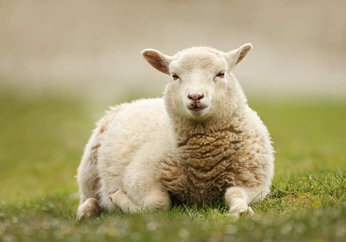 A shetland sheep is laying on a grassy field