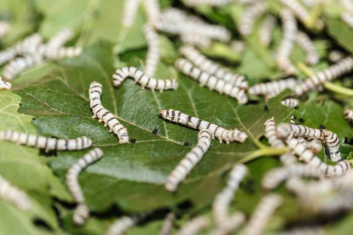 Collection of silk worms